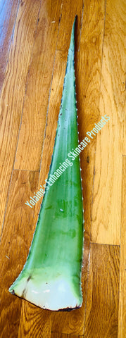 Aloe Vera Leaf